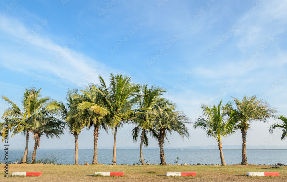Coconut palm tree along the lake