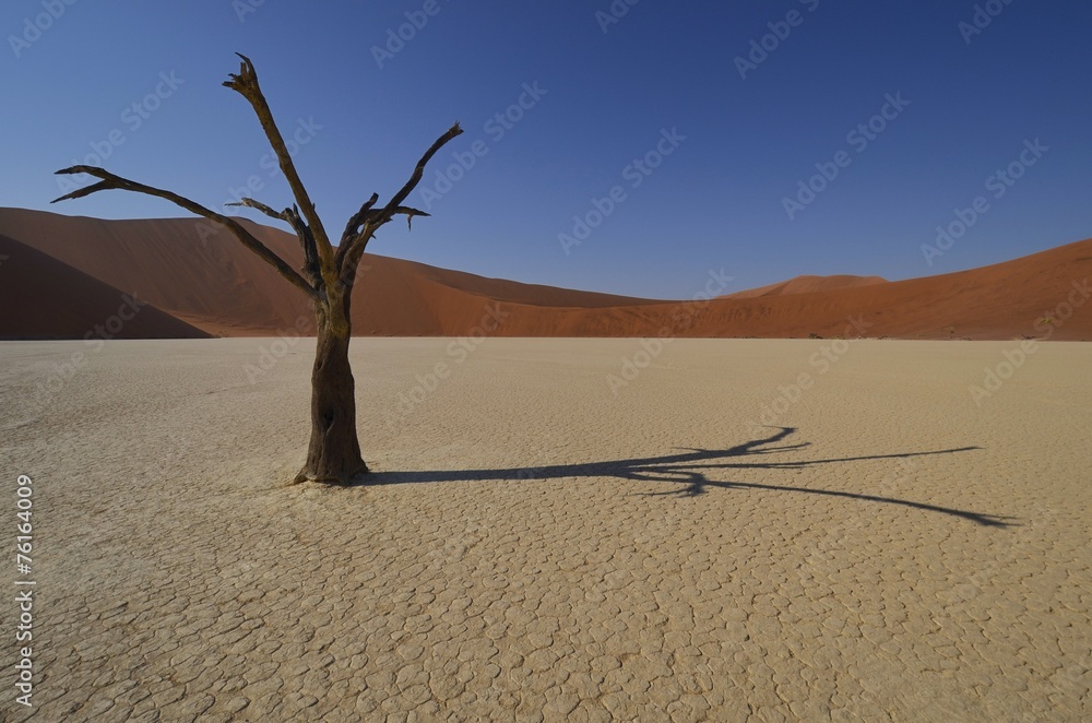 abgestorbener Kameldornbaum im Dead Vlei