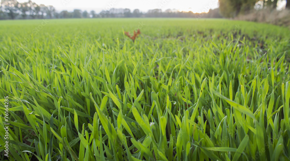 Obraz premium Gras Feld