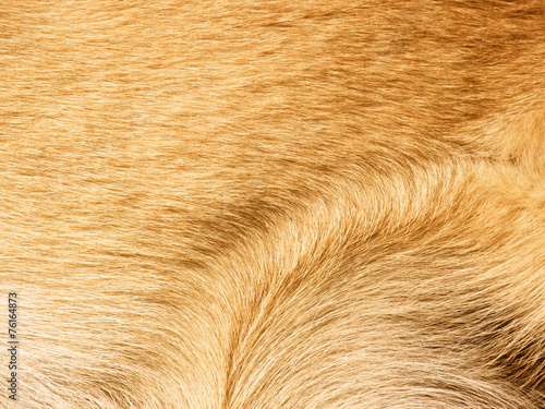 dog fur background 14
