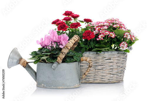 Fototapeta Naklejka Na Ścianę i Meble -  beautiful flowers