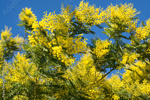 arbre du mimosa en fleur