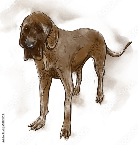Great Dane (German Mastiff)