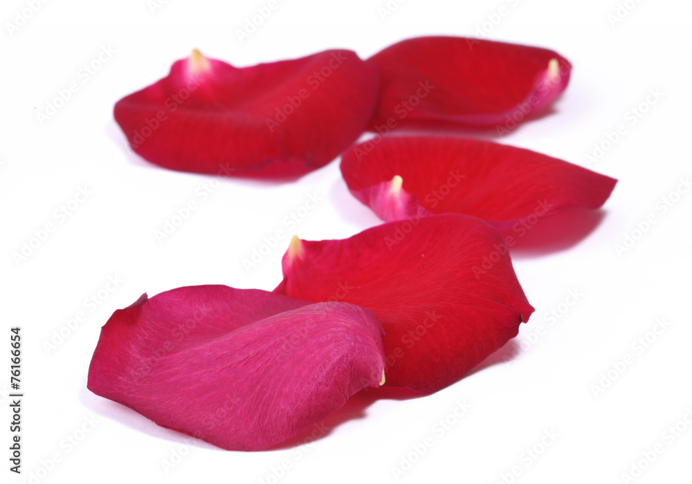 Fototapeta premium pétales de rose rouge