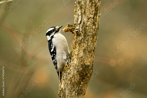 Female Downy Woodpecker on a Tree © philipvignola