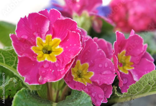 rosée sur pensée rose