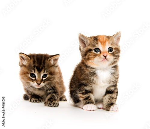 Two cute kittens