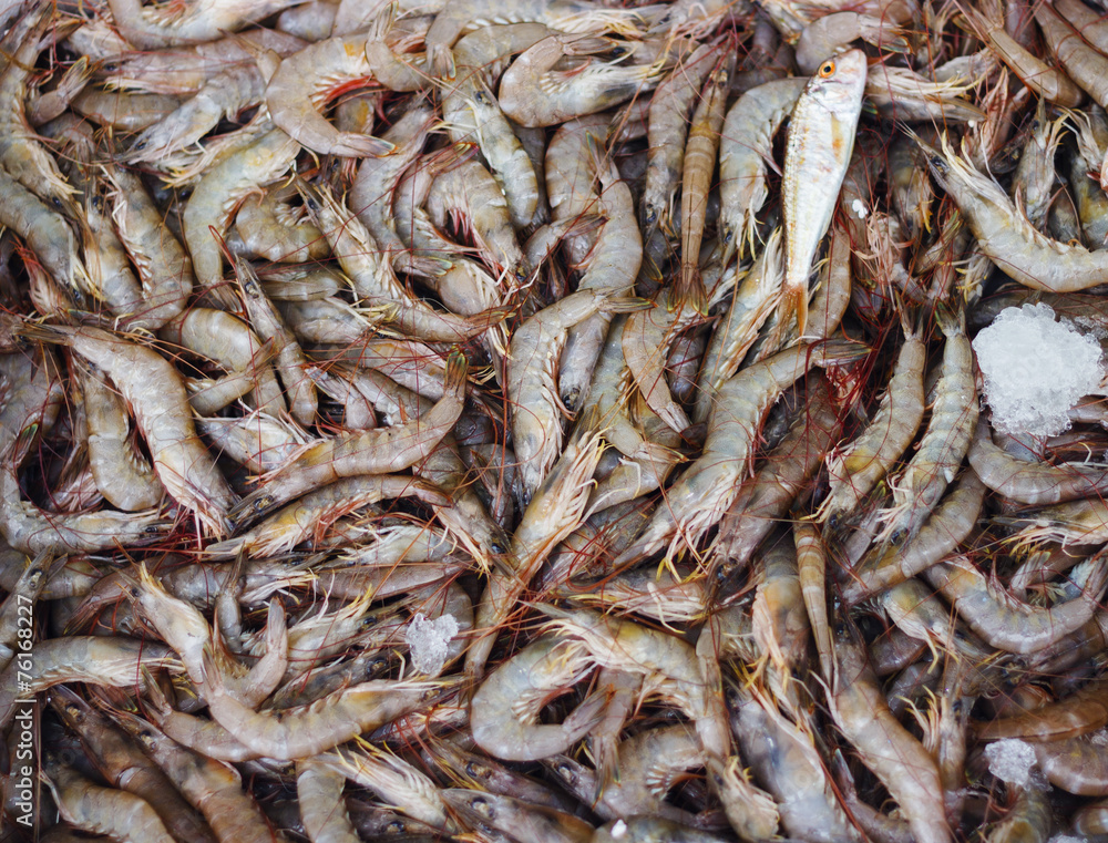 Fresh seafoods in market