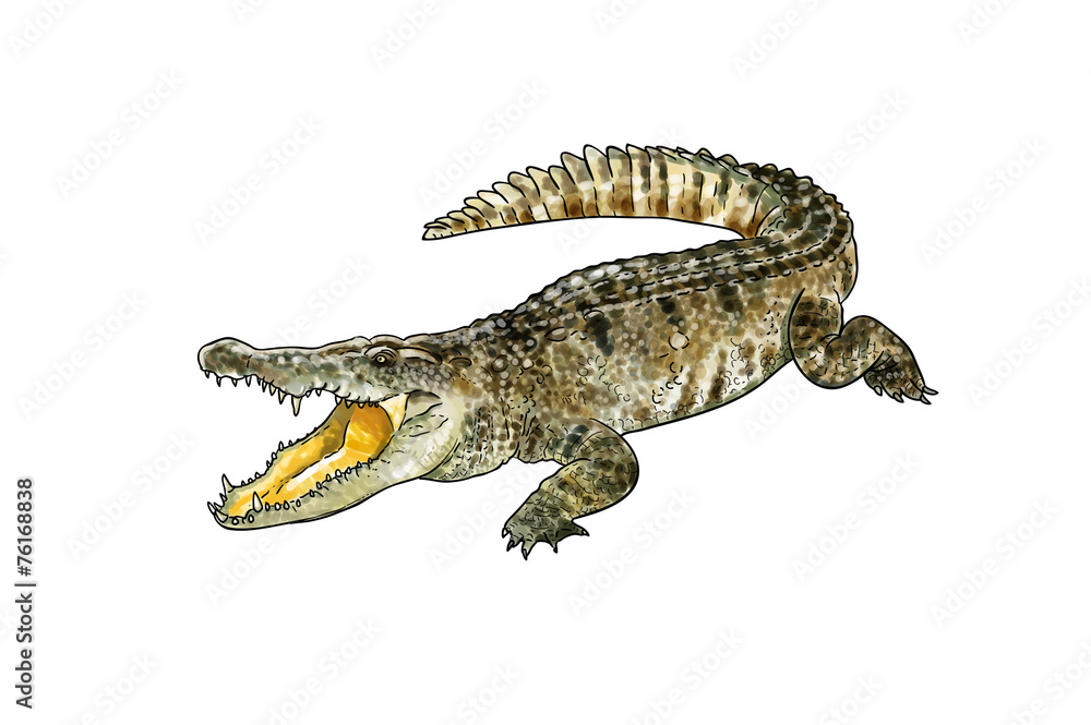 Naklejka premium Alligator