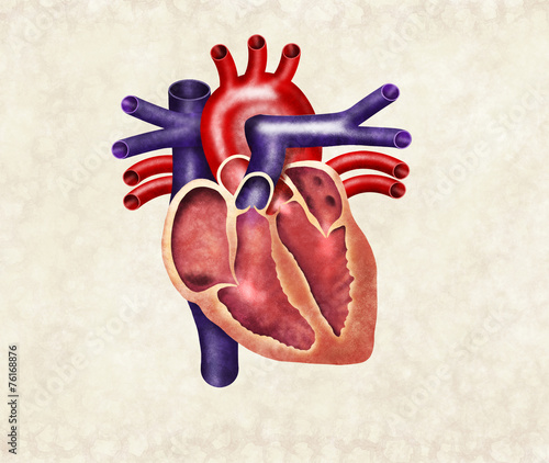 Fototapeta kuchenna Human heart