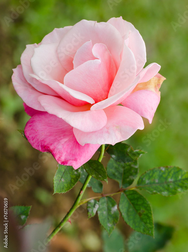 beautiful pink rose in a garden
