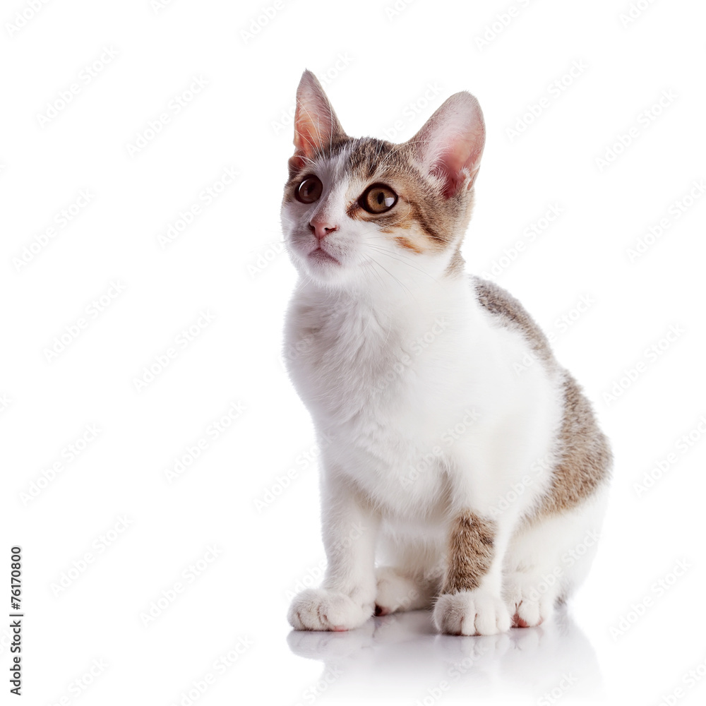 The kitten sits on a white background.