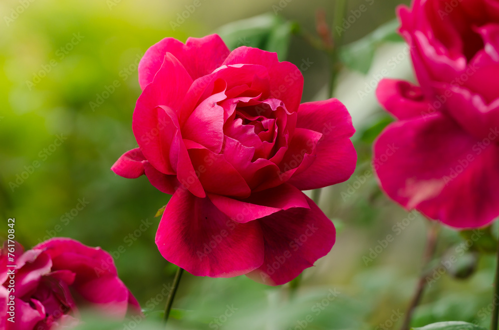 beautiful red rose in a garden