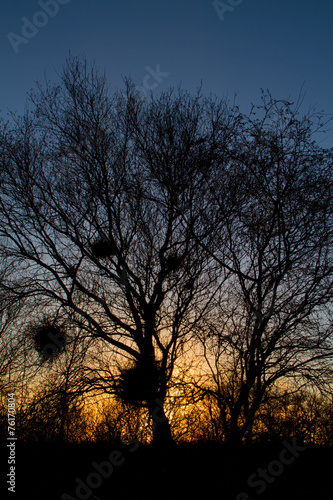 Silhouette of a Witch's Broom in a Birch tree at sunset