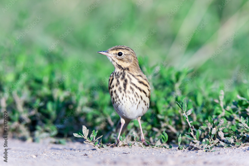 Tree Pipit (Anthus trivialis) Tree Pipit (Anthus trivialis)