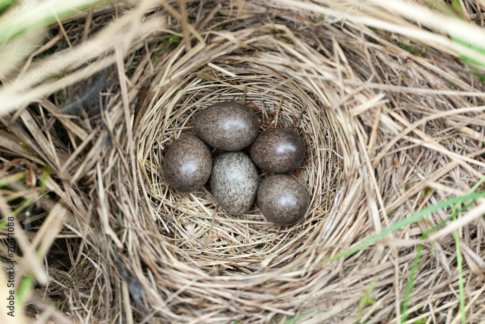 Anthus trivialis. The nest of the Tree Pipit in nature. Anthus trivialis. The nest of the Tree Pipit in nature.