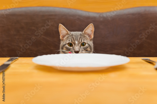 young cat after eating food from kitchen plate photo