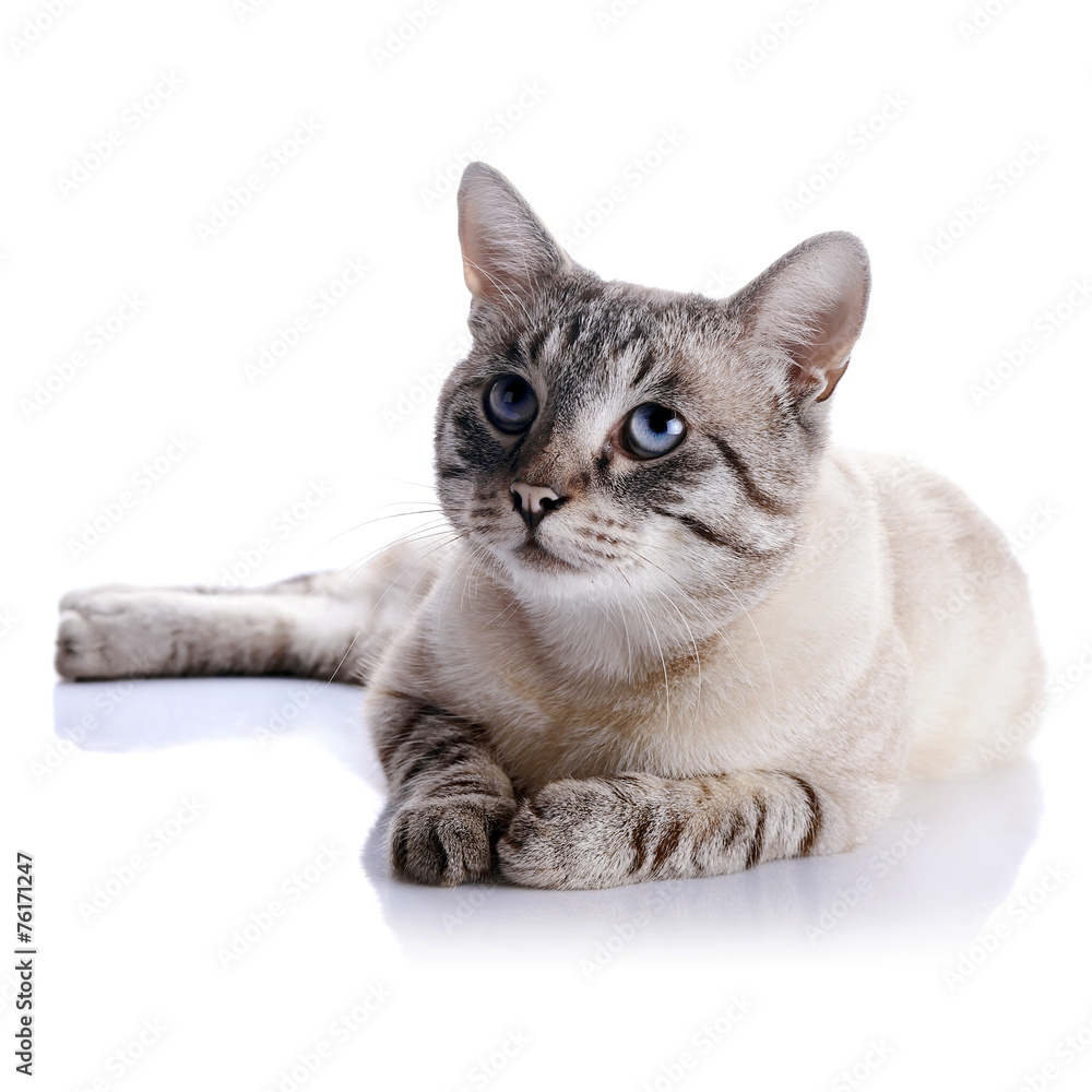 Striped blue-eyed cat