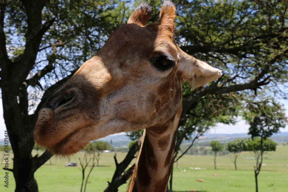 Obraz premium Giraffes