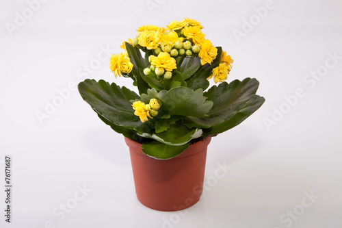 Mini yellow kalanchoe
