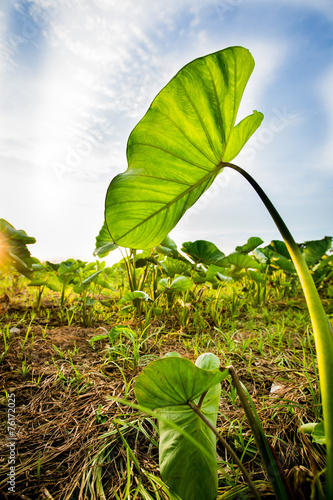 Sunset view in paddy field,behind Taro leaves..