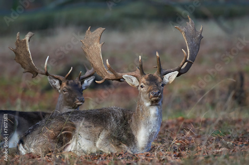 Fallow Deer (Dama dama)