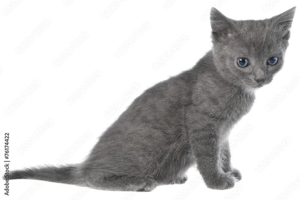 Small gray shorthair kitten sitting.