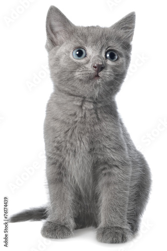 Small gray shorthair kitten sitting isolated © Grigoriy Lukyanov