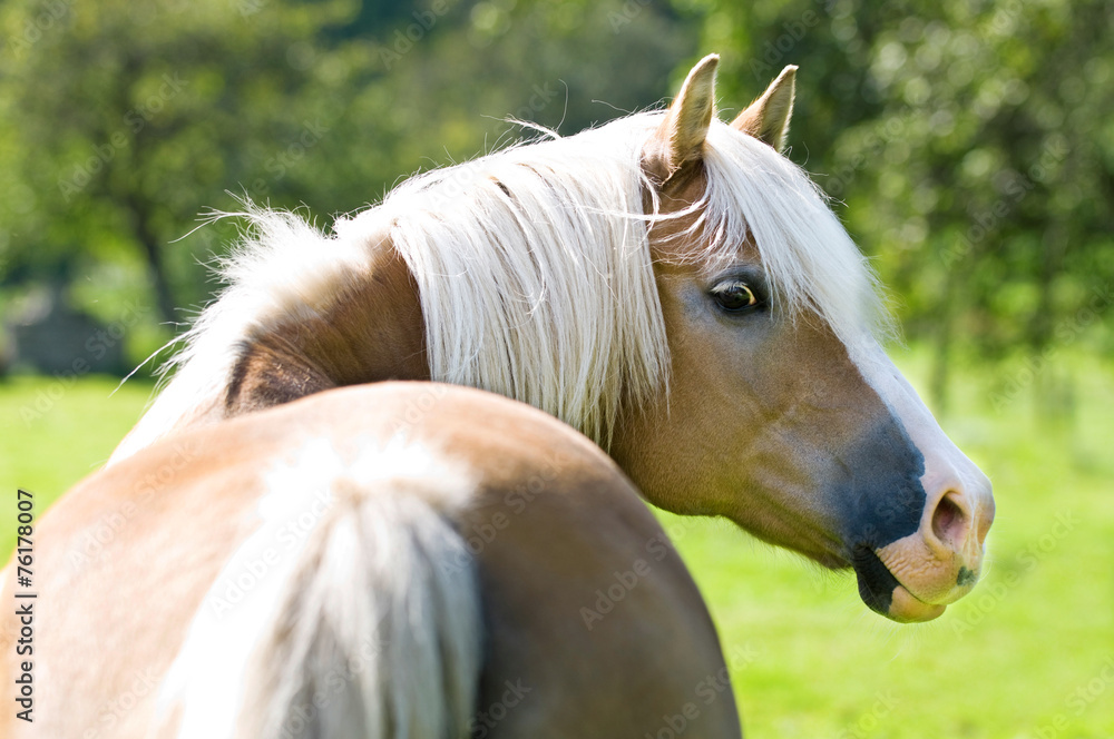 Obraz premium Haflinger