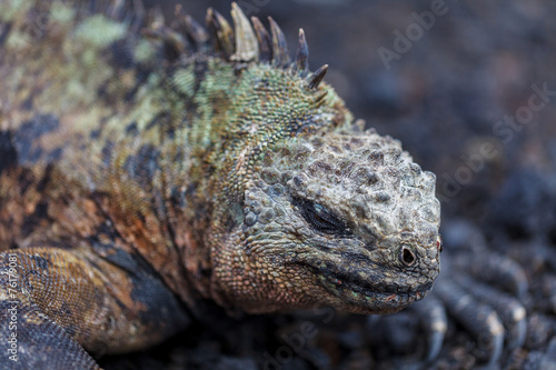 Galapagos iguana