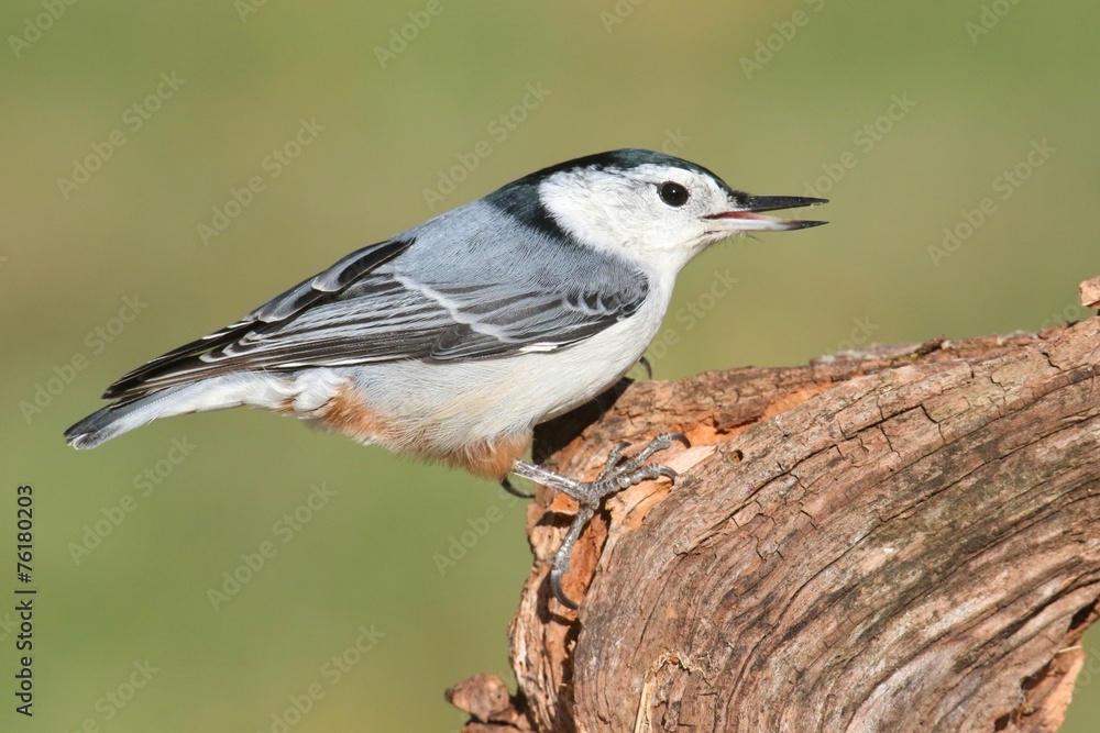 Obraz premium Nuthatch On A Tree