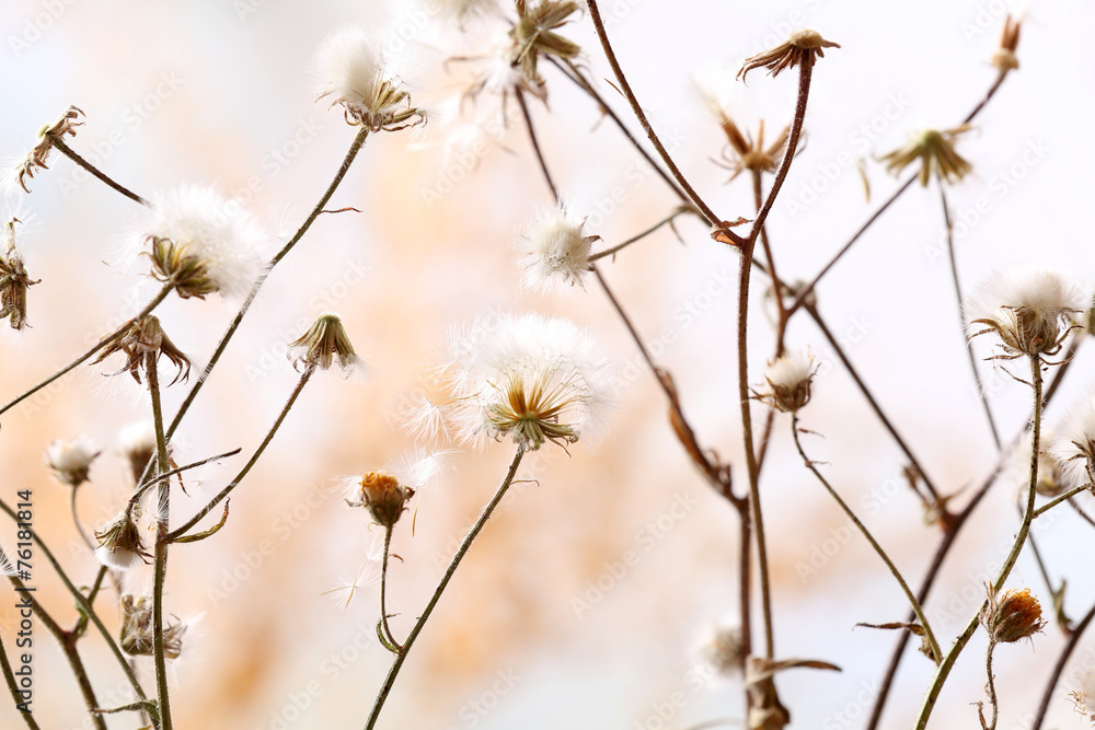Dried wildflowers on light background Dried wildflowers on light background