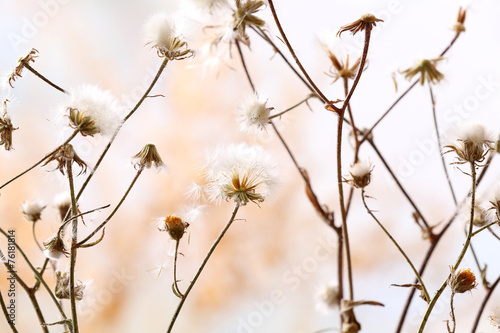 Dried wildflowers on light background © Africa Studio