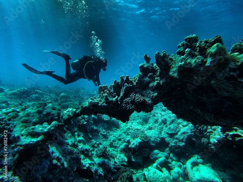 Wallpaper Mural Coral  Torontodigital.ca