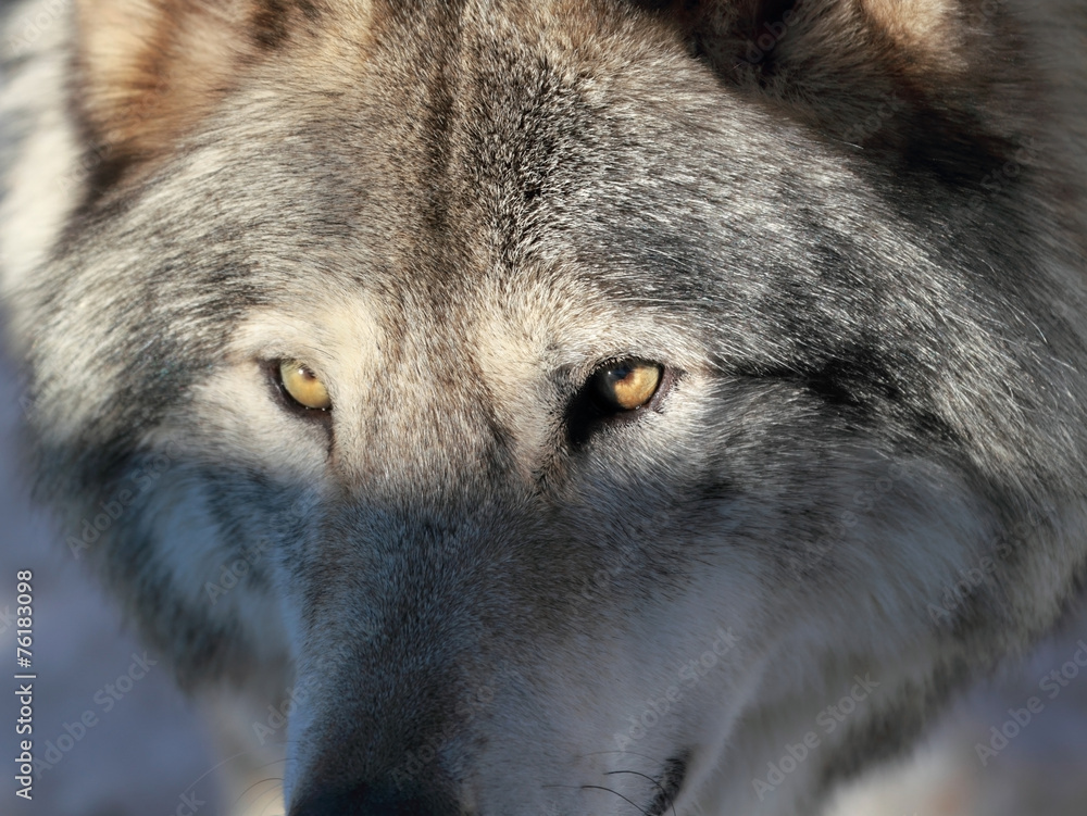 Obraz premium gros plan d un loup