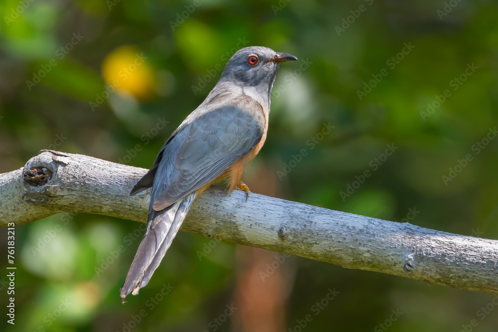 Male Plaintive Cuckoo(Cacomantis merulinus) catch on the branch Male Plaintive Cuckoo(Cacomantis merulinus) catch on the branch