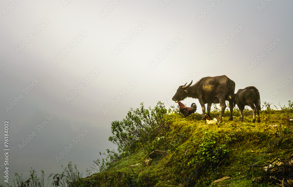 Nature Stockyard at Cat Cat village, Sapa, vietnam