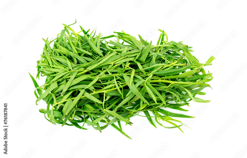 Bunch of tarragon herb leaves isolated on white Bunch of tarragon herb leaves isolated on white