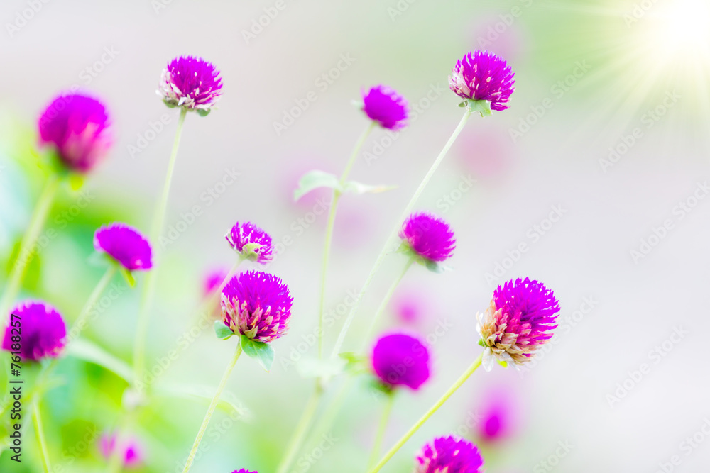 Fototapeta premium globe amaranth Flower
