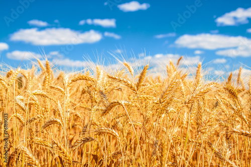 Gold wheat field and blue sky