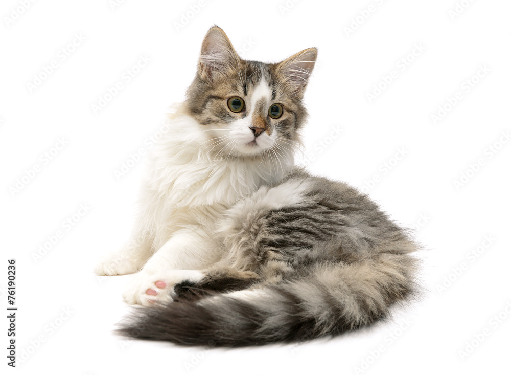 fluffy kitten sits on a white background close-up