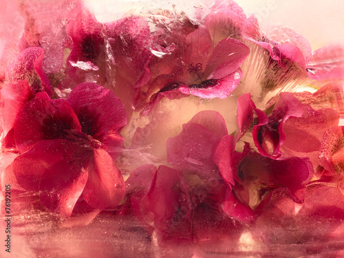 Frozen   flower of   geranium