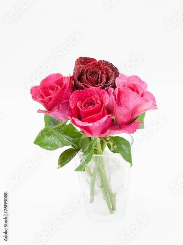 Rose isolated over white