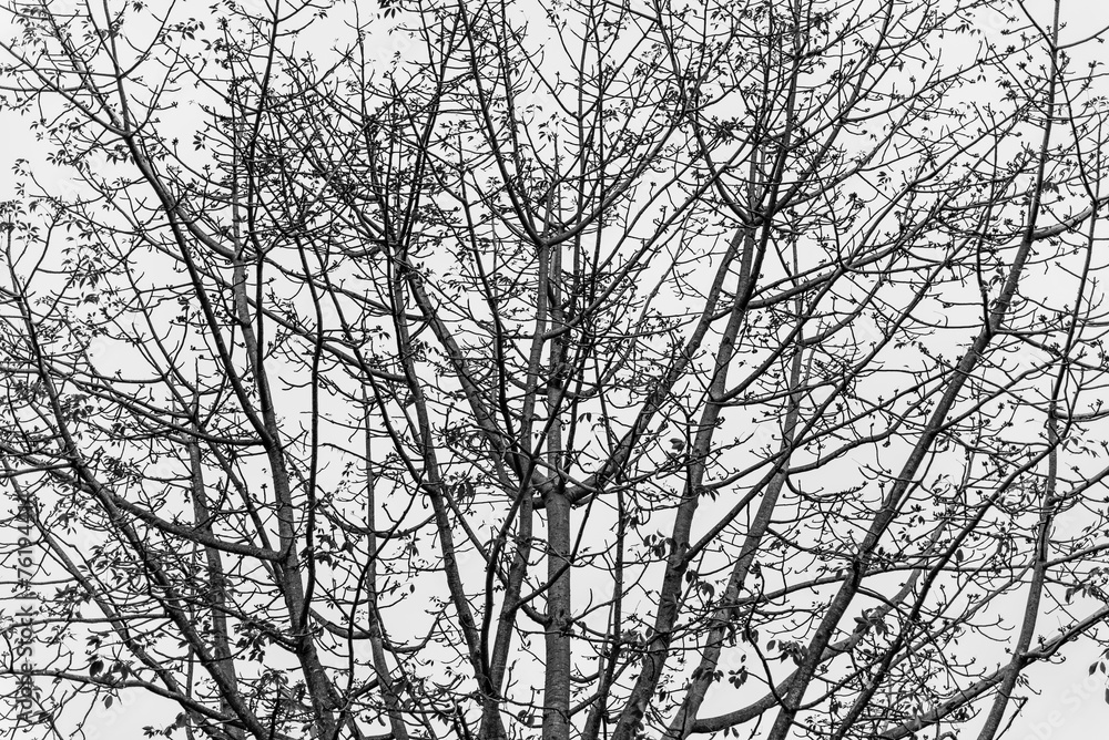 tree black and white tree black and white