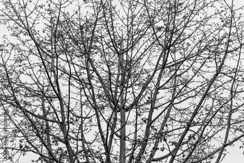 tree black and white