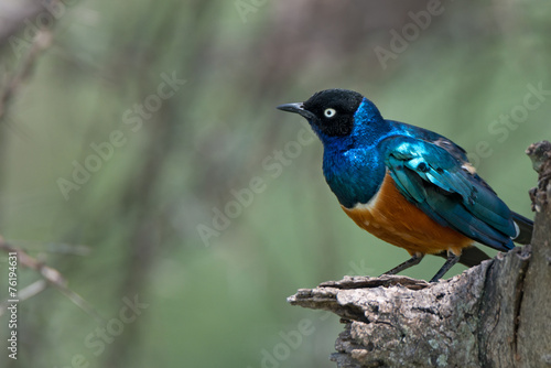 Superb starling