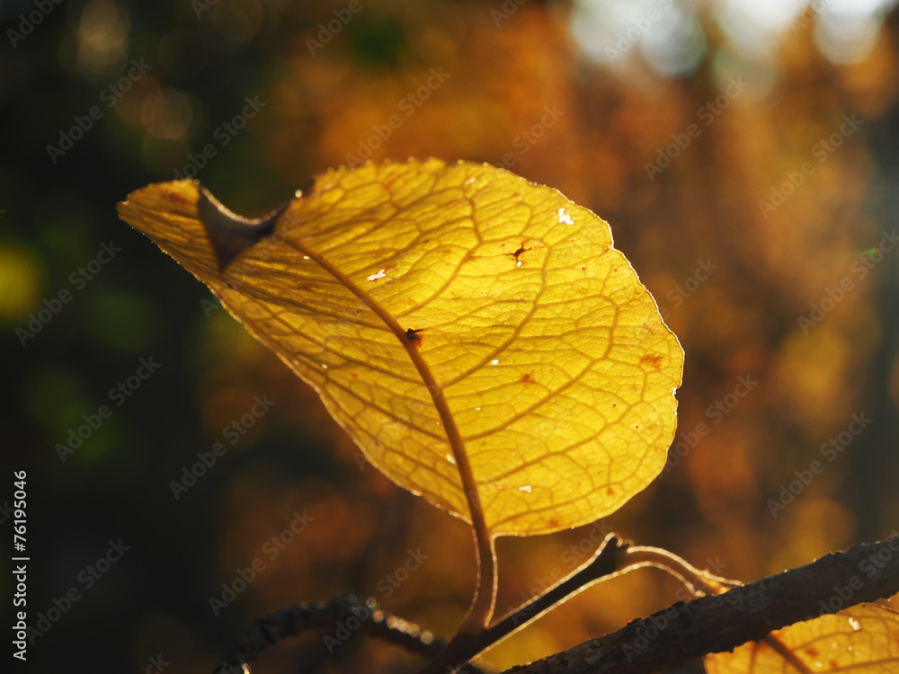 leaf leaf