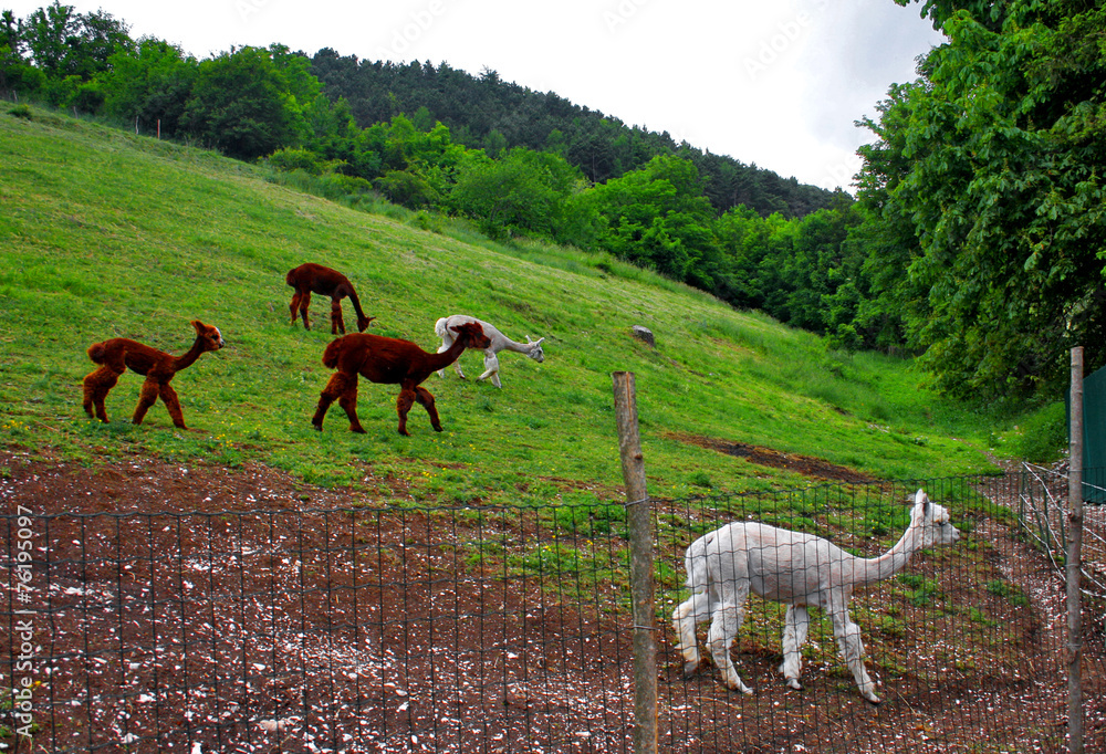 Fototapeta premium ALPACA SUL PRATO