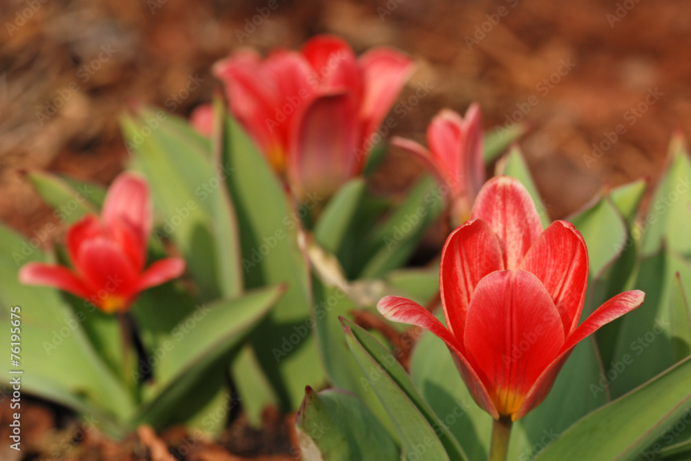 Fototapeta premium Tulpen