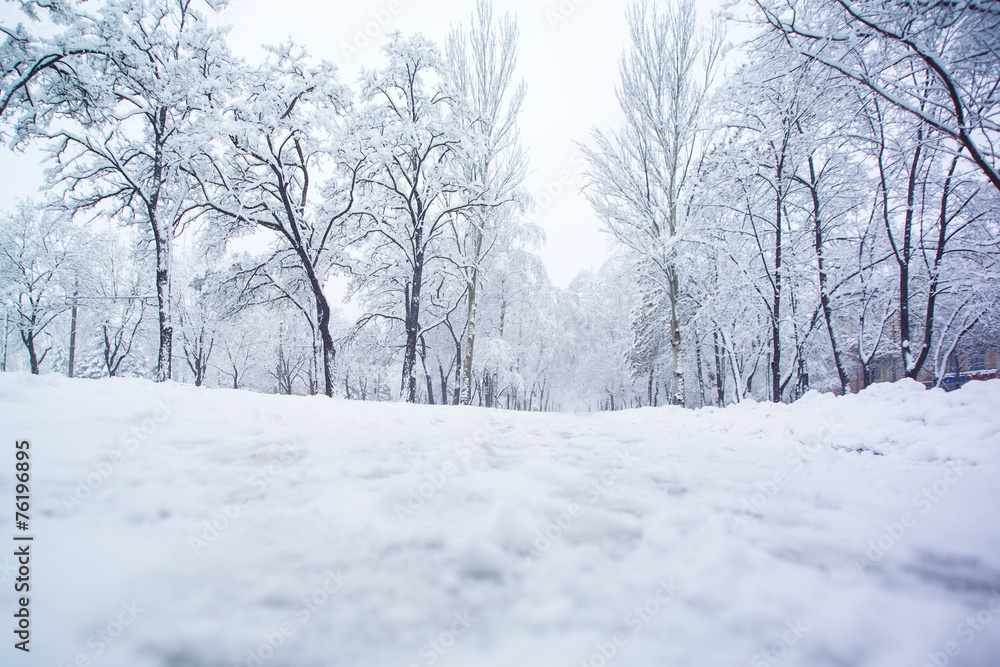 Snow covered tree